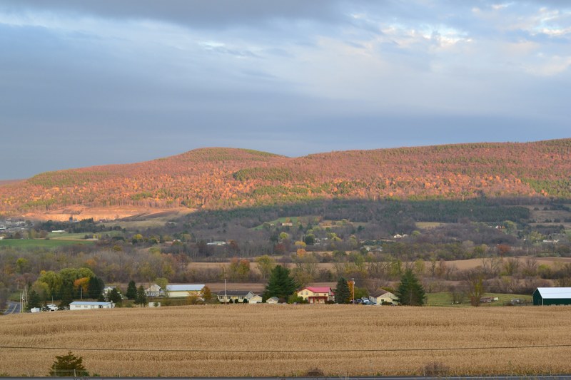 tree outdoor hill and mountain 4k
