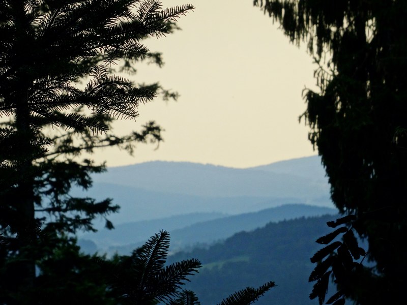 view from behind two trees on wooded hills during sunset, sunset over green hills 4k