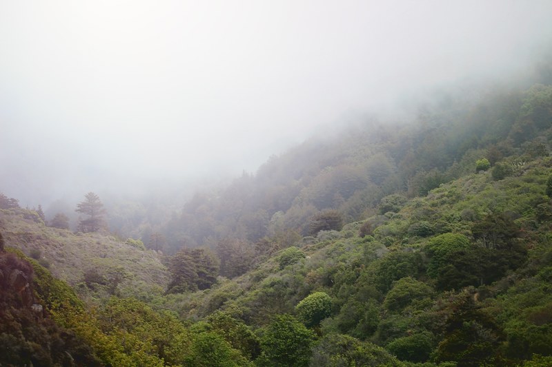pale mist over wooded hills in big sur, fog over forested hills 4k