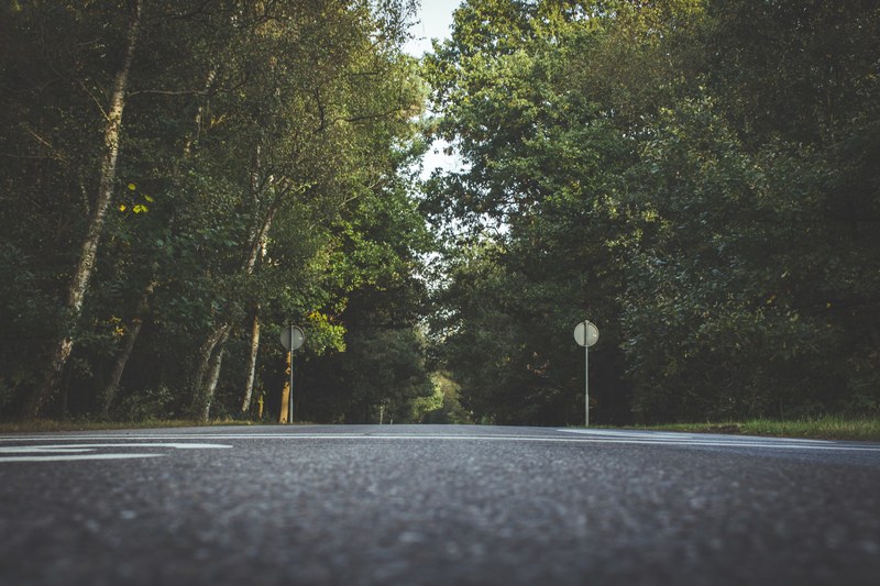 a low angle shot of an empty tree lined asphalt road in ermelo, tree lined road from low angle 4k