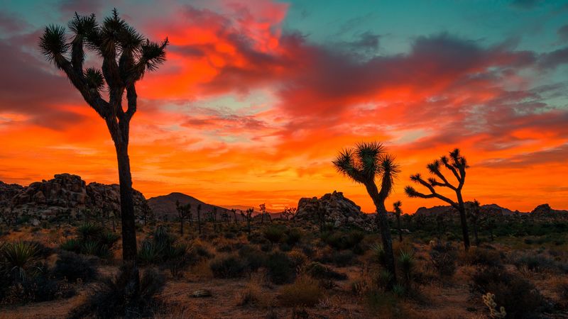 joshua tree, park, sunset, trees, 4k