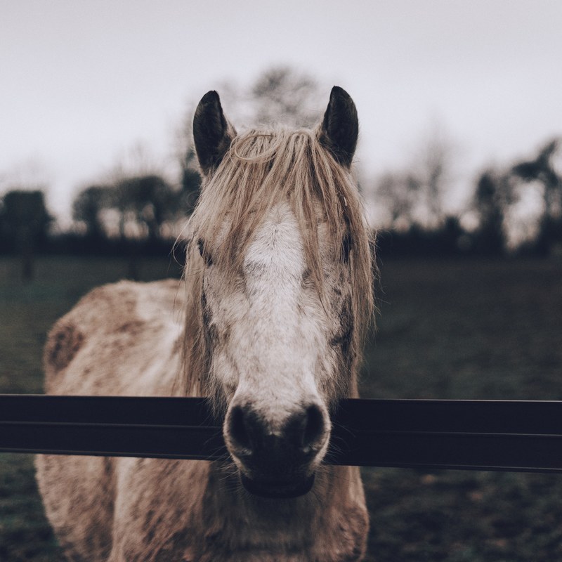 a gray horse with a shaggy mane with its head over a fence in prestwood, last days to the rodeo 4k