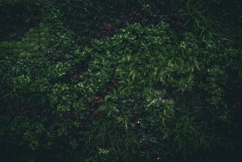 a top view of a forest floor with ferns and other leafy plants, green forest carpet 4k