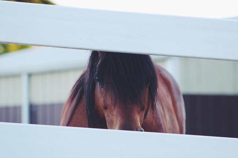 a chestnut horse with a long black mane looking through a gap in a white fence, horse and fence 4k