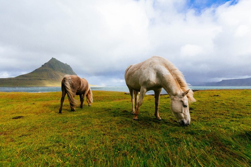 two horses grazing on green and yellow water with a lake and a steep hill in the background, two horses grazing by a lake 4k