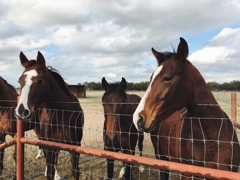 a group of dark bay horses with their heads over a wire fence, dark bay horses over a fence 4k