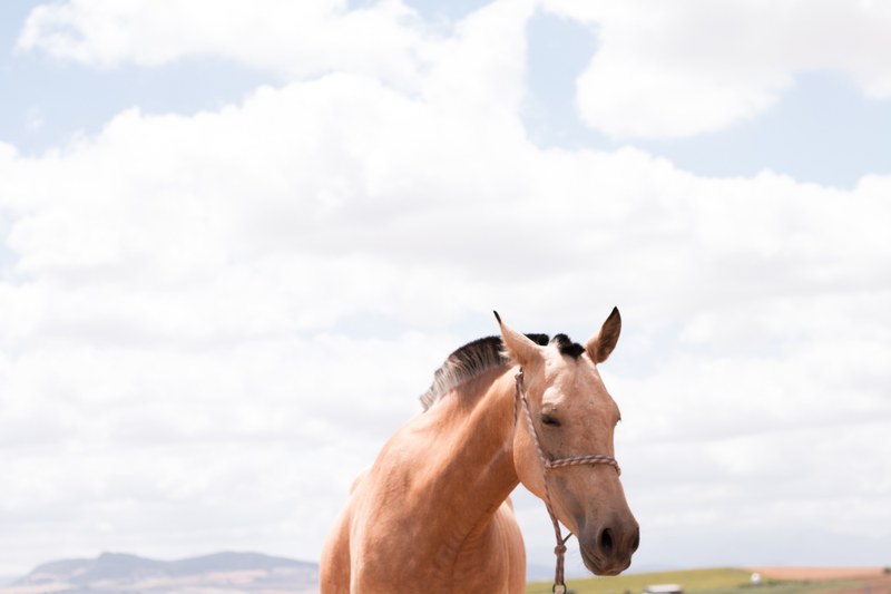a light chestnut horse on a pasture with fluffy clouds above, chestnut horse against a cloudy sky 4k