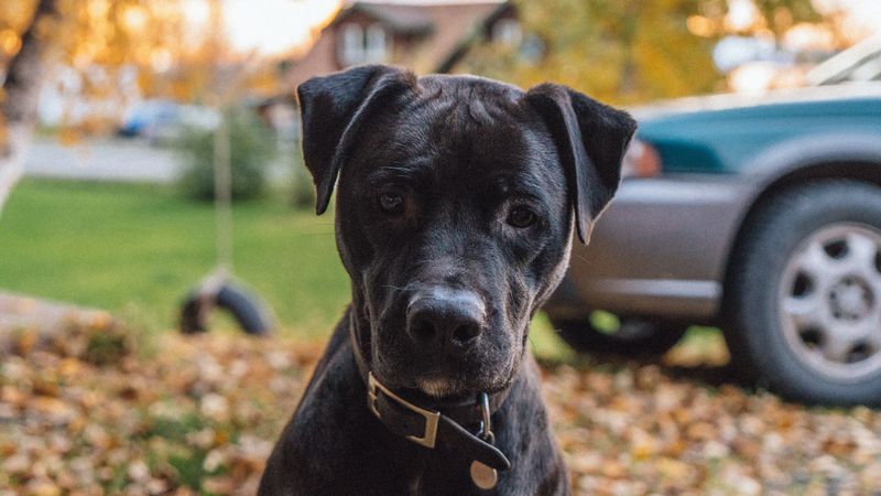 dog, muzzle, look, black, 4k