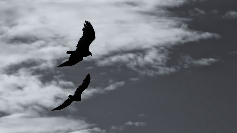 birds, silhouette, flight, sky, bw, 4k