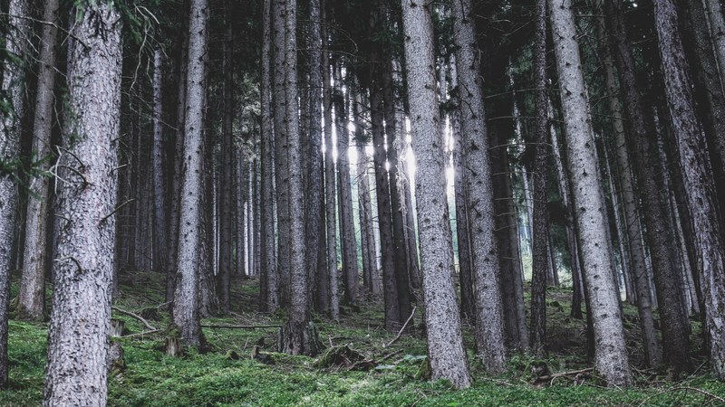 view on tall gray tree trunks on a mossy slope, gray forest 4k