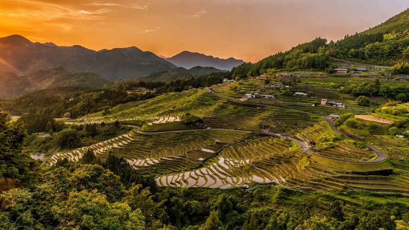 rice fields, uplands, structure, cultivation, evening, 4k