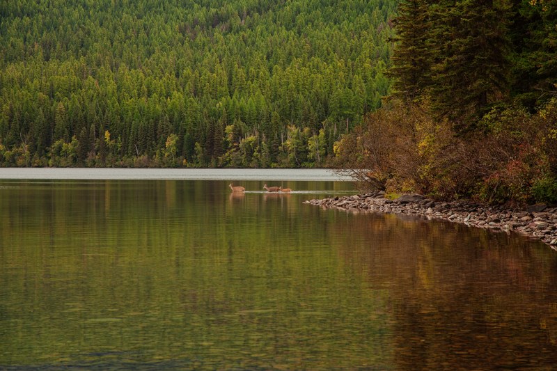 three deers wading in a lake in glacier national park, deers in a lake 4k