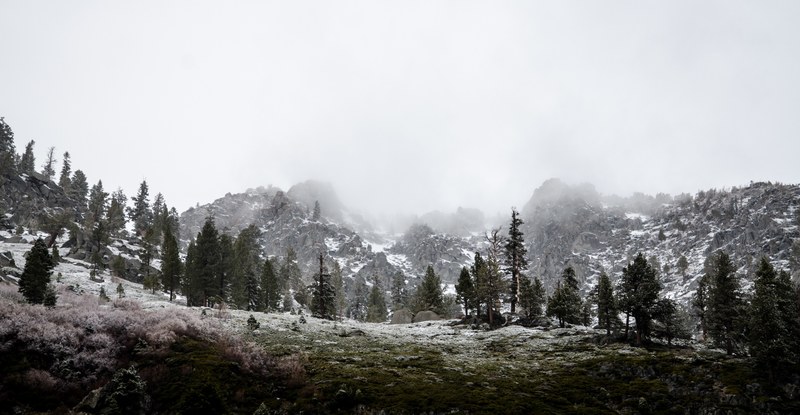 grass and trees peeking through snow covered rocks on a mountain, grass and trees on a snowy mountain 4k