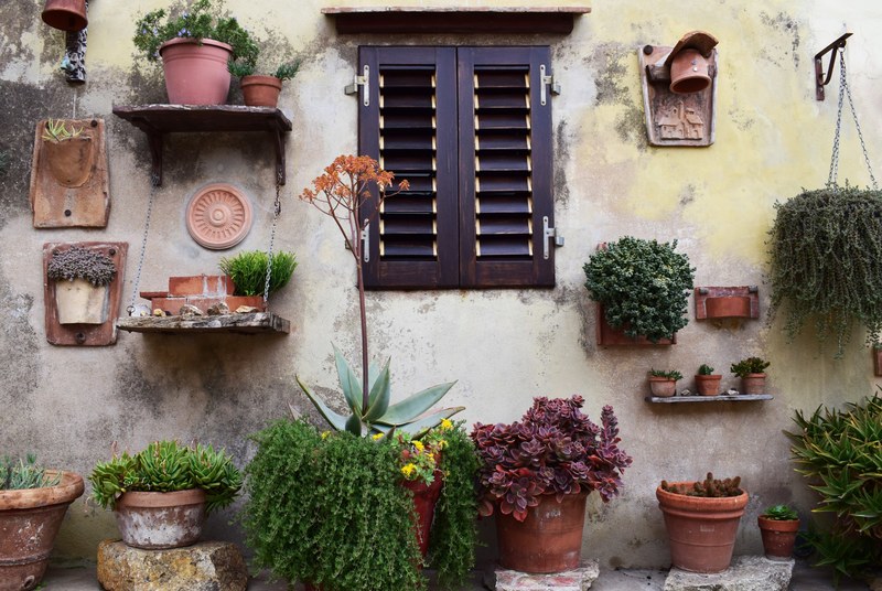 a large collection of various potted succulents cactuses and other plants near a window, backyard flower collection 4k