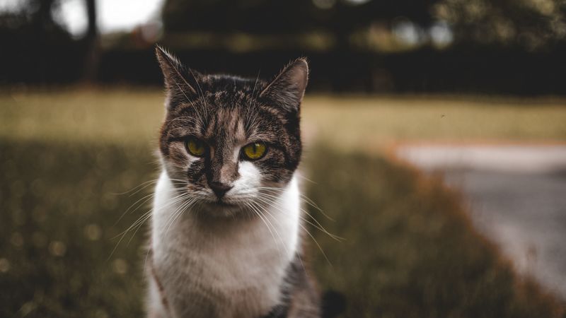 cat, muzzle, spotted, sits, 4k