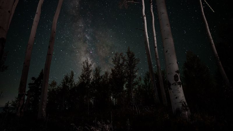 starry sky, stars, trees, night, 4k