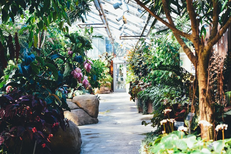 plant tree greenhouse and flower 4k
