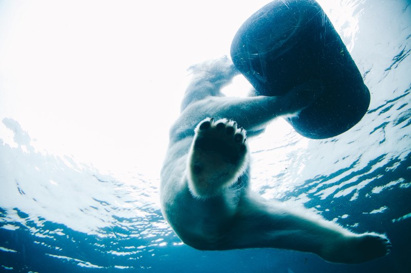 water bear polar bear and underwater 4k