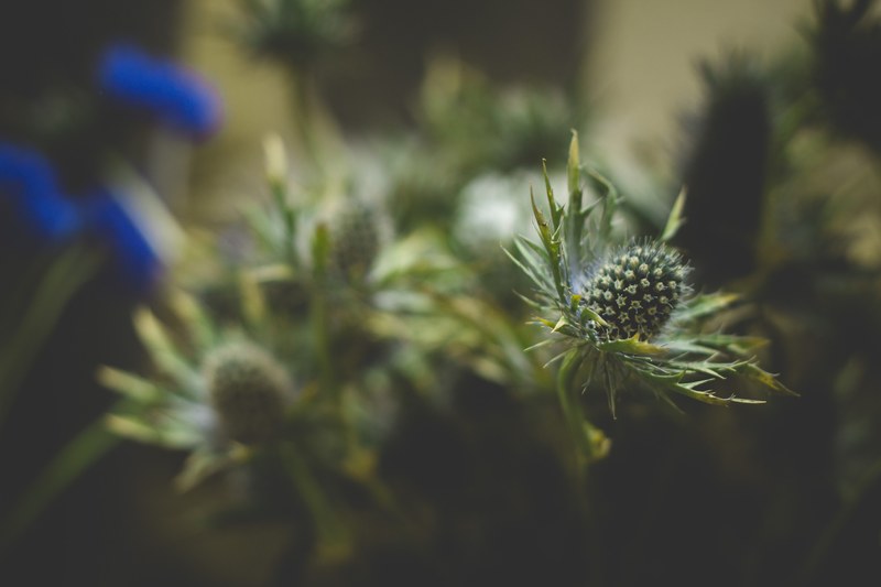 close up of green thistle flower heads, thistle in close up 4k