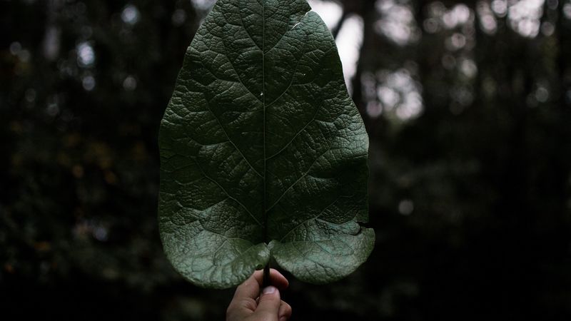 leaf, hand, plant, 4k