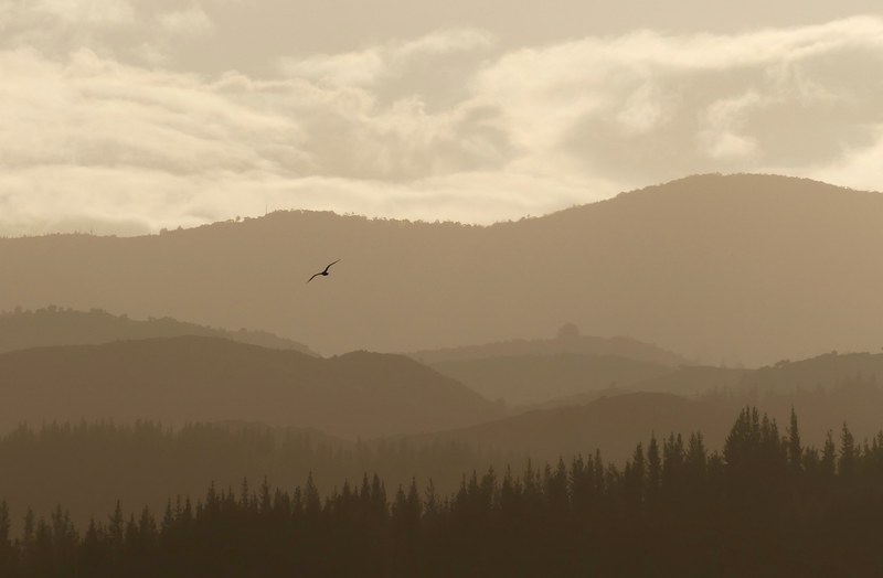 a hazy shot of a silhouette of a bird above wooded hills, fading to the distance 4k