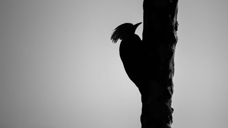 woodpecker, bird, bw, silhouette, 4k
