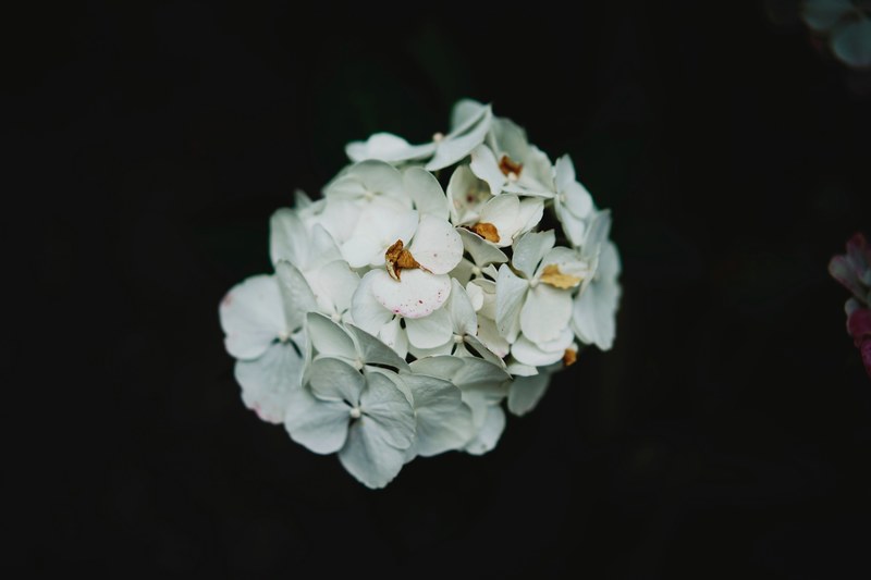 white petals white flowers bouquet and black background 4k