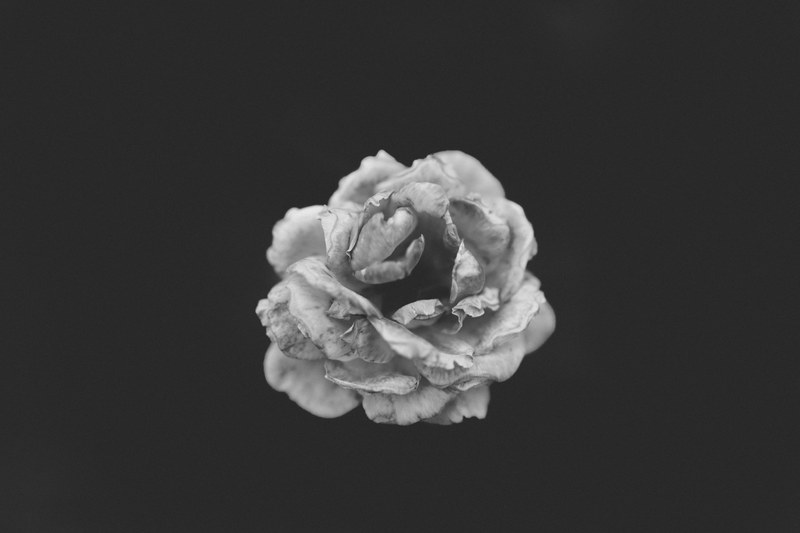 a black and white shot of a wilting rose, lone rose 4k
