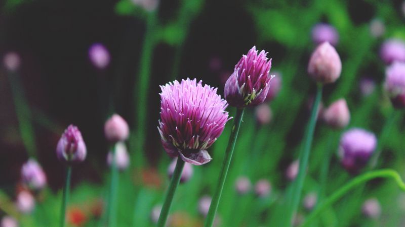 chives, garlic chives, chinese chives, flowers, 4k