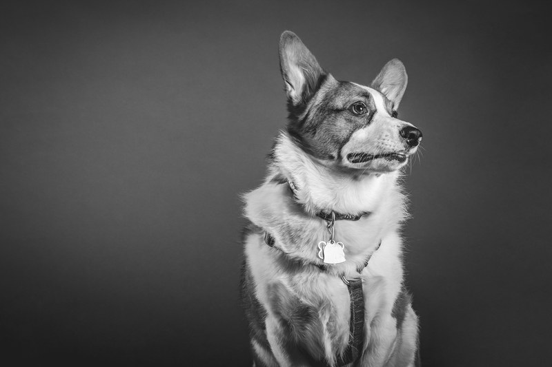 black and white shot of dog with leash in las vegas, monochrome vegas dog 4k