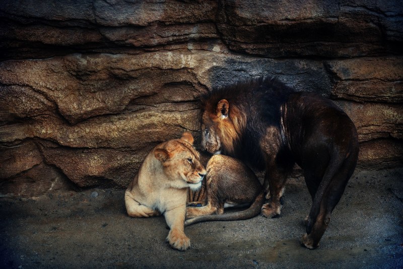 a male lion sniffing a female lion near a rocky face, lion couple 4k
