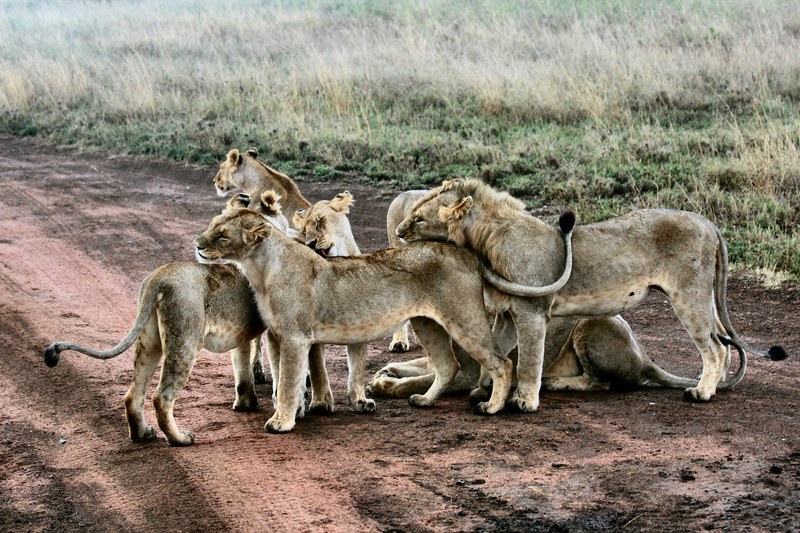 a pride of lions standing close to each other in a savannah, family pride 4k