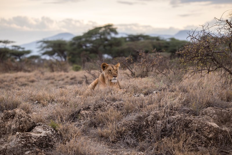 african safari savanna grassland landscape with trees and female lion, african landscape lion 4k