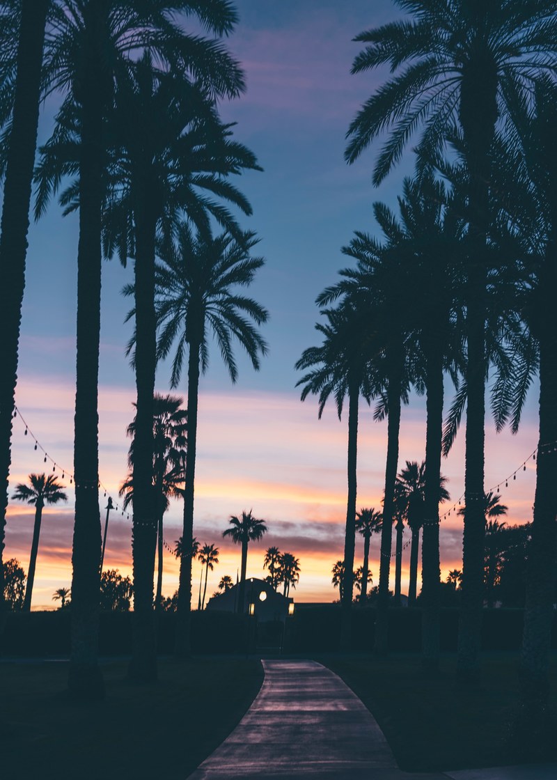 sunset palm tree tree and palm hd, 4k