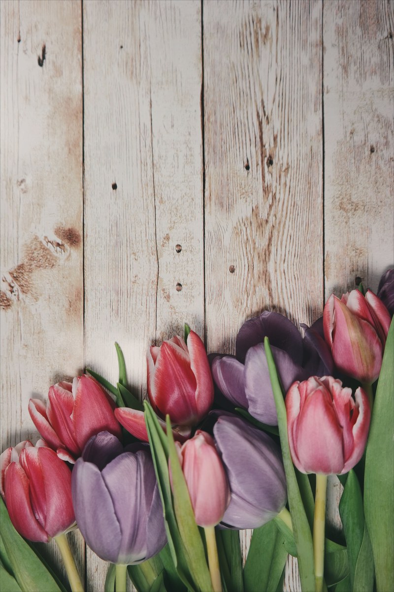 macro shot of pink tulips on a wooden deck, _macro pink tulips image 4k