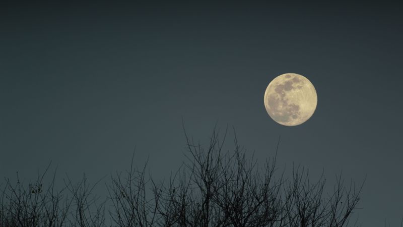 moon, branches, bushes, evening, 4k
