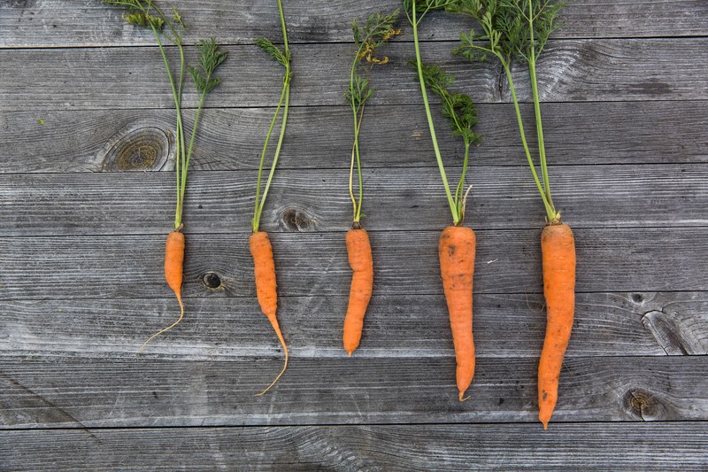 fresh vegetable urban gardening and urban 4k