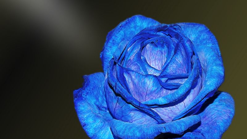 blue rose, rose, bud, petals, 4k