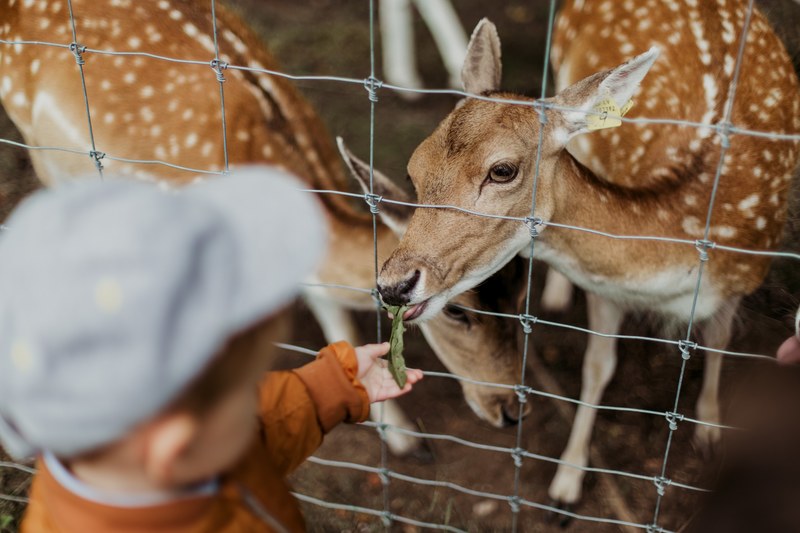 deer feeding child and toddler 4k