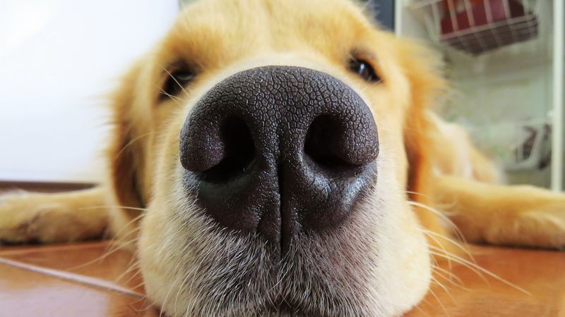 retriever, dog, nose, muzzle, 4k