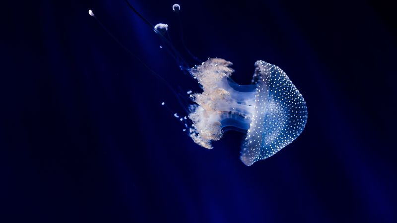 jellyfish, underwater world, tentacles, swimming, 4k