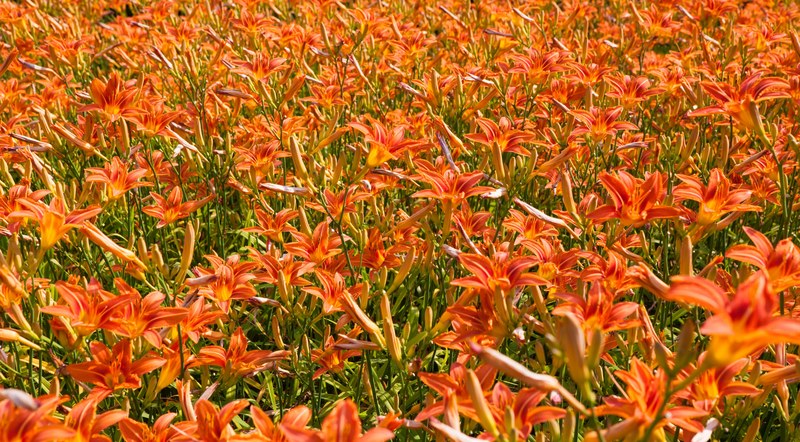 a large patch of orange lilies, orange lilies 4k