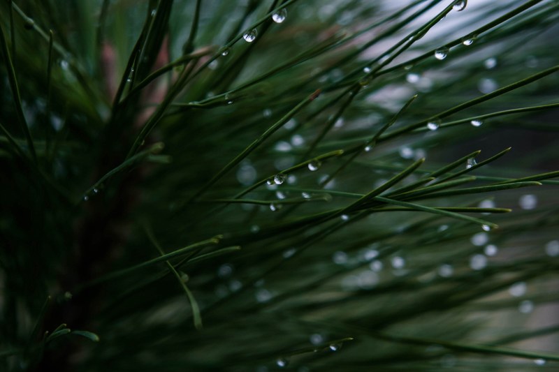 dew pine needle and tree 4k