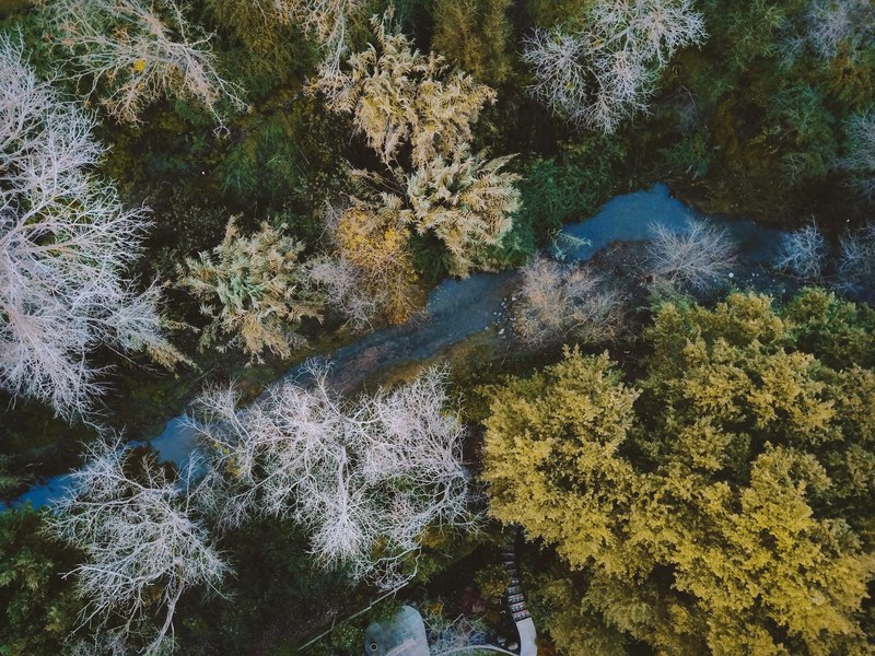 a drone shot of a forest with wispy trees around a small stream, down along the creek 4k