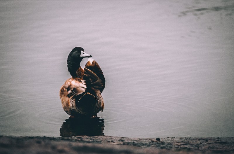 a black and brown duck on a pond turning back and flapping its wings, duck cleaning 4k