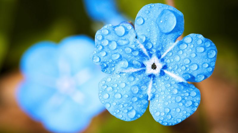 myosotis, forget, macro, drops, blue, 4k