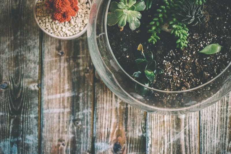 succulent plant red cactu and cactu 4k