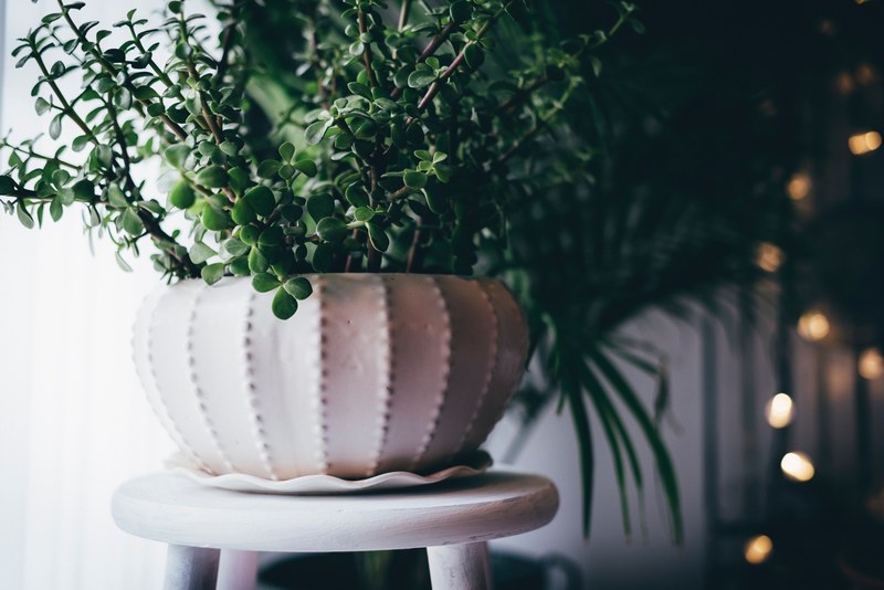 potted plant plant succulent and green 4k