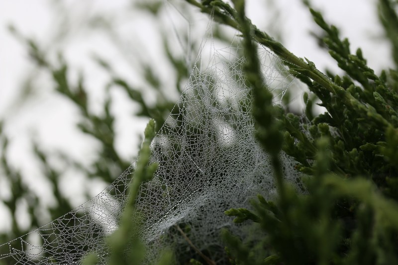 an intricate dew covered cobweb on budding green branches, dew on a cobweb 4k