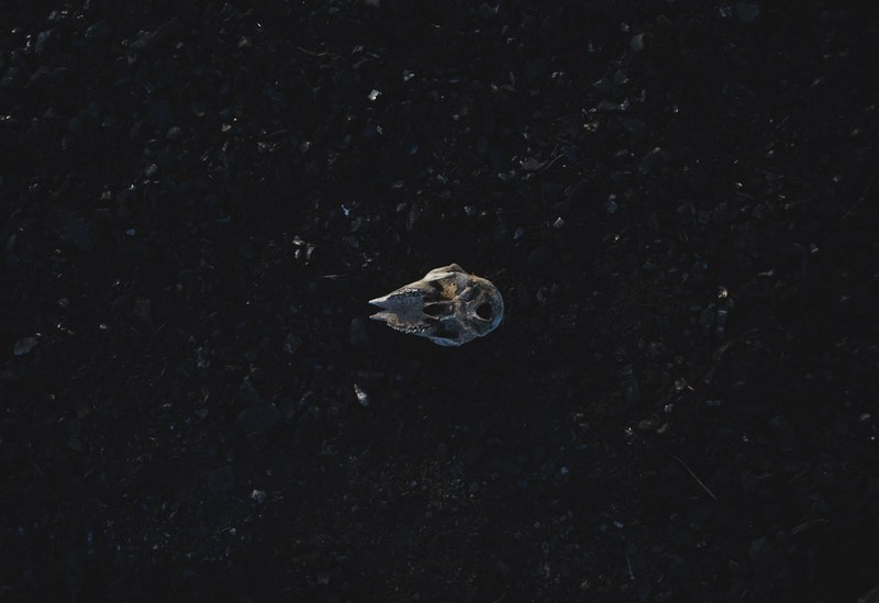 a skull on the ground, _sitting skull 4k